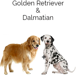 Goldmation Retriever Dog
